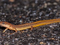 MG 3032c  Northern Two-lined Salamander (Eurycea bislineata)